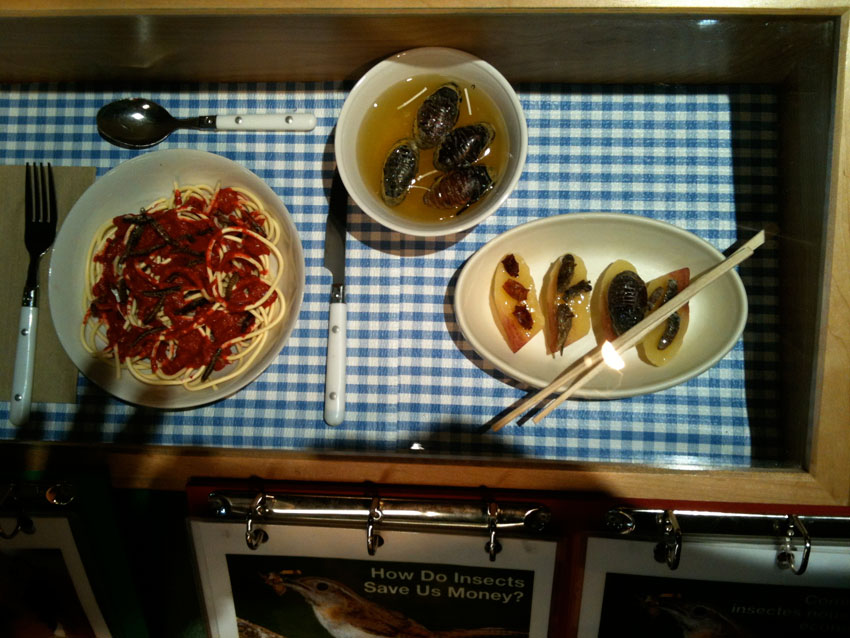Insectes food